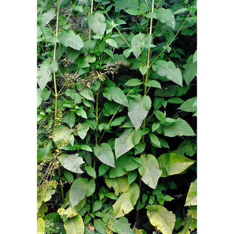 dipsacus pilosus l.