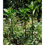 dipsacus pilosus l.