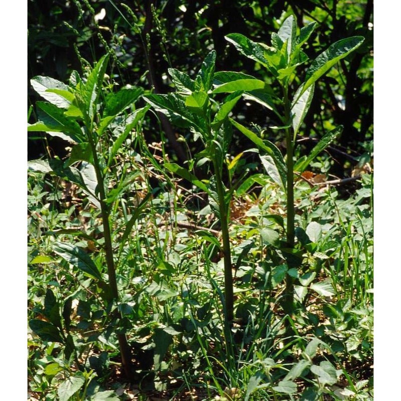 dipsacus pilosus l.