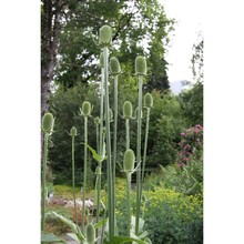 dipsacus sativus (l.) honck.