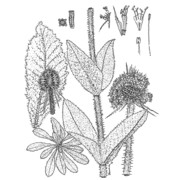 dipsacus valsecchii camarda