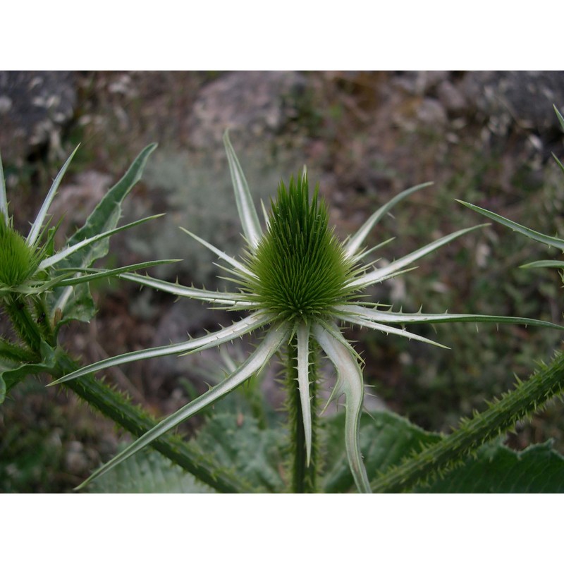 dipsacus valsecchii camarda