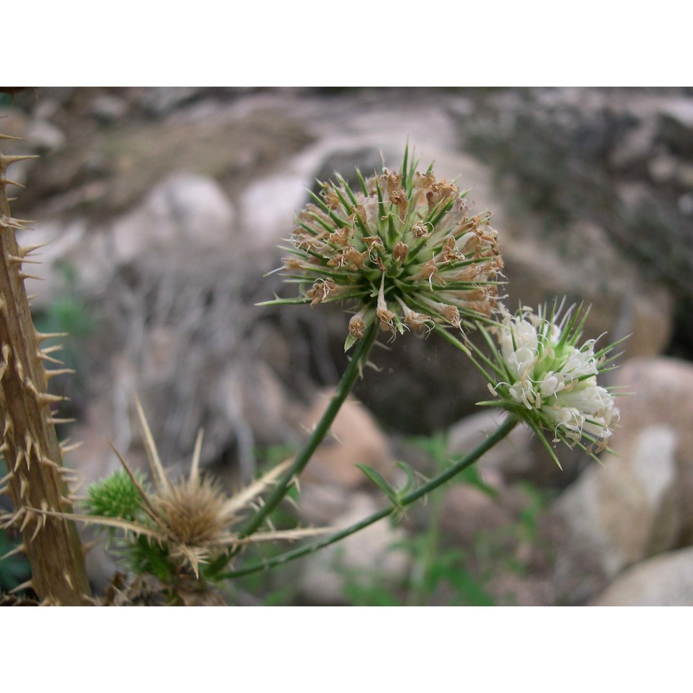 dipsacus valsecchii camarda