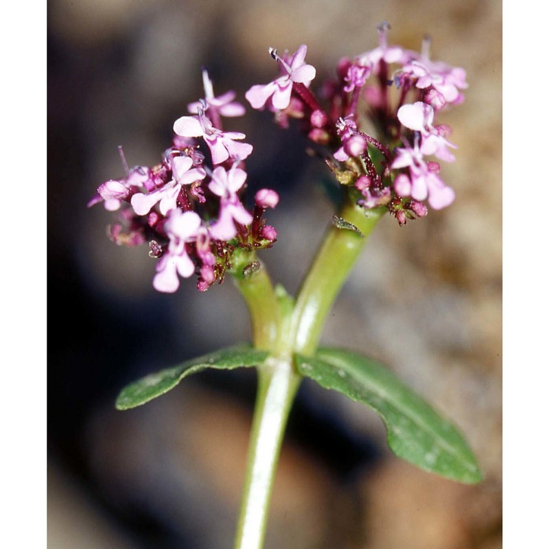 fedia graciliflora fisch. et c. a. mey. subsp. graciliflora