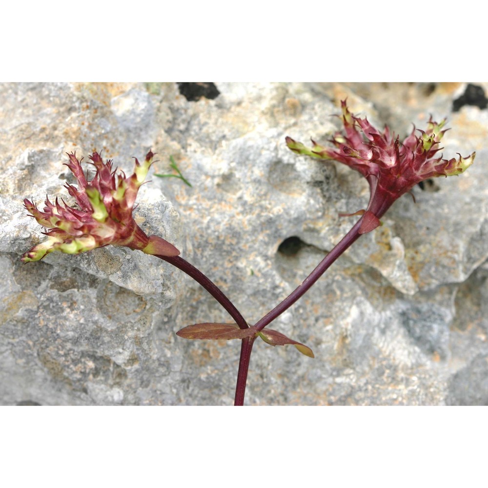 fedia graciliflora fisch. et c. a. mey. subsp. graciliflora