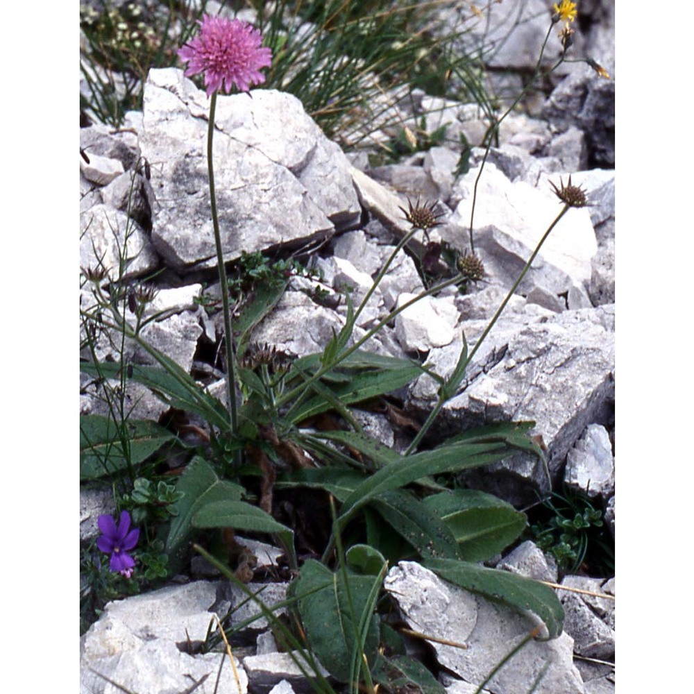 knautia baldensis borbás