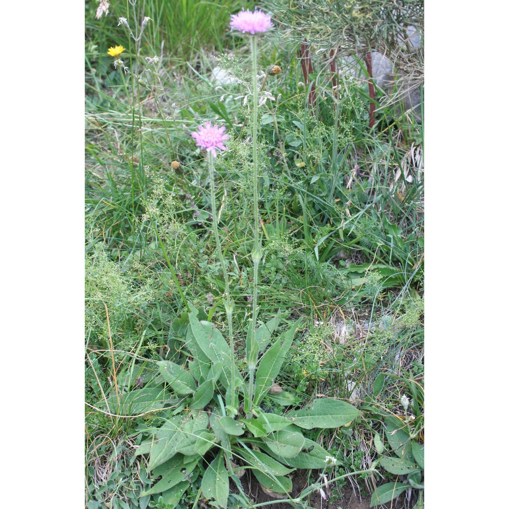 knautia baldensis borbás