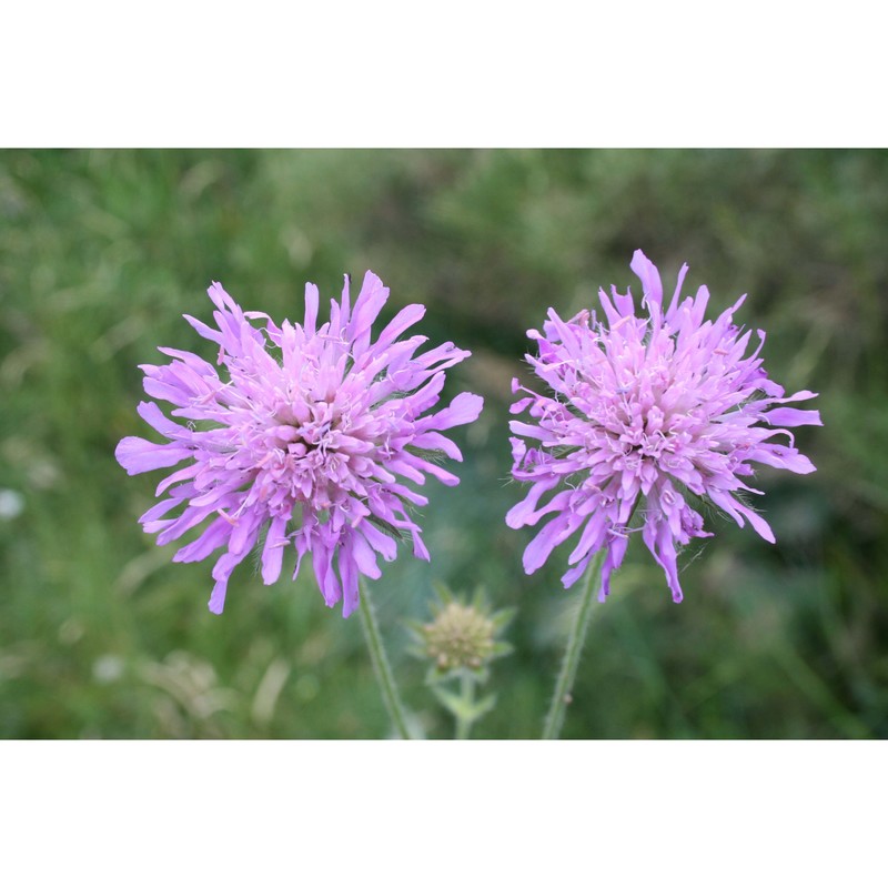 knautia baldensis borbás