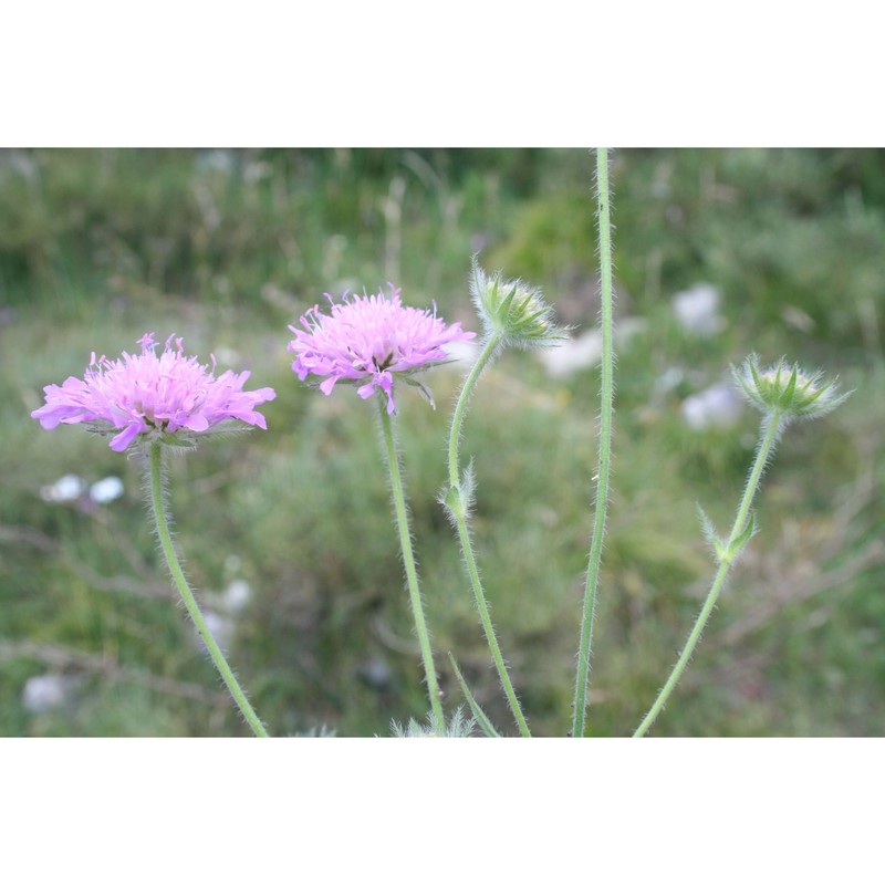 knautia baldensis borbás