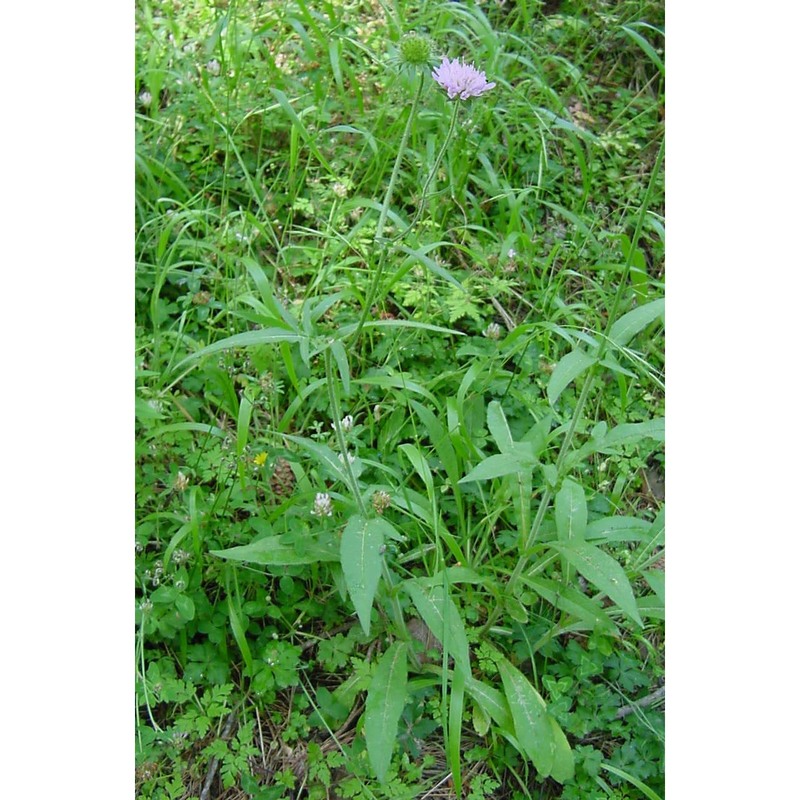 knautia dinarica (murb.) borbás subsp. silana (grande) ehrend.