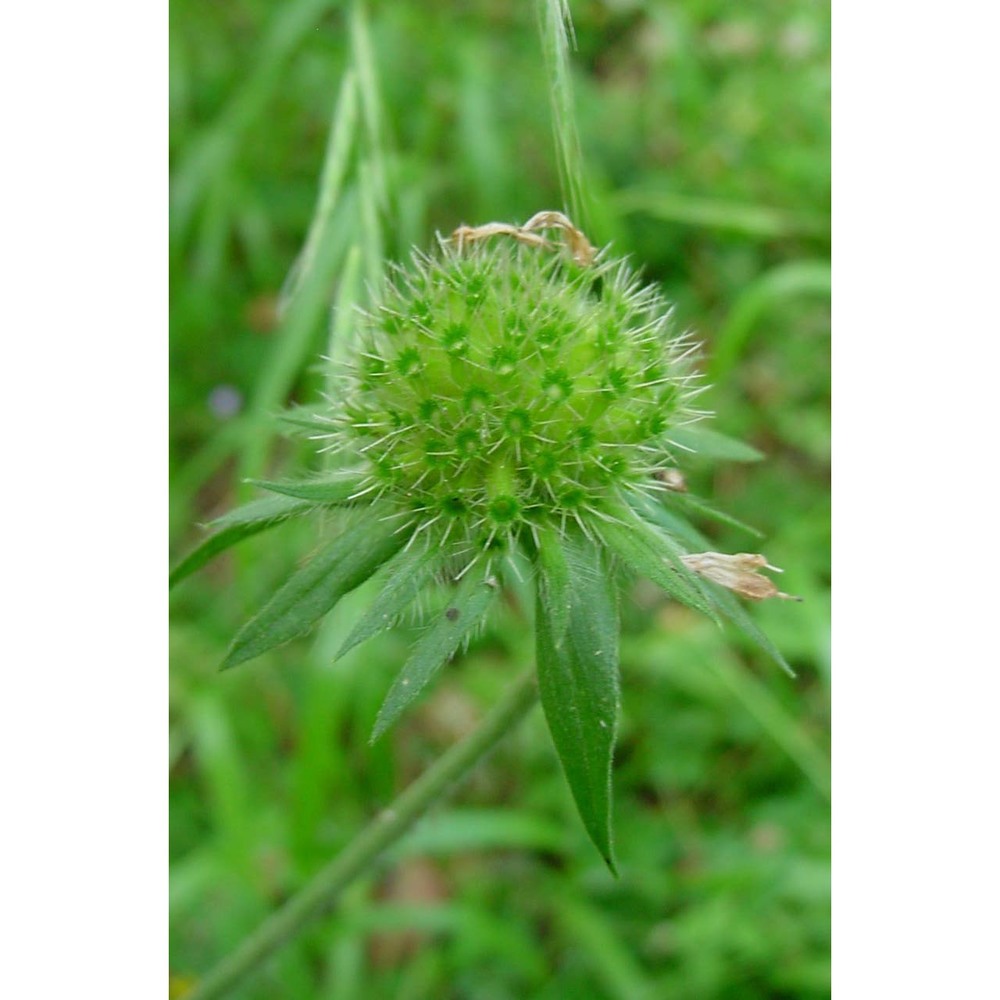 knautia dinarica (murb.) borbás subsp. silana (grande) ehrend.