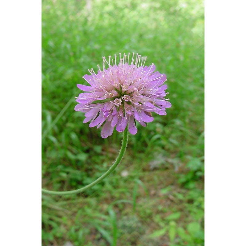 knautia dinarica (murb.) borbás subsp. silana (grande) ehrend.