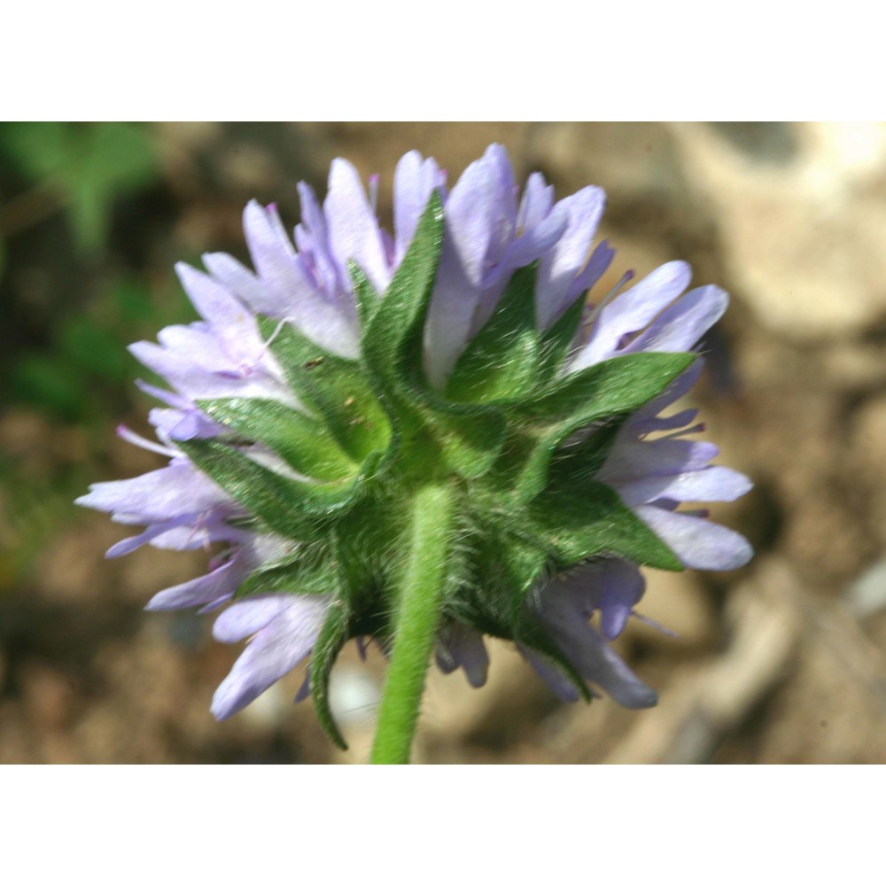 knautia dipsacifolia kreutzer