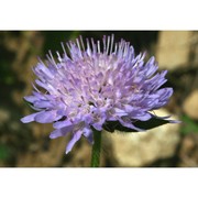 knautia dipsacifolia kreutzer