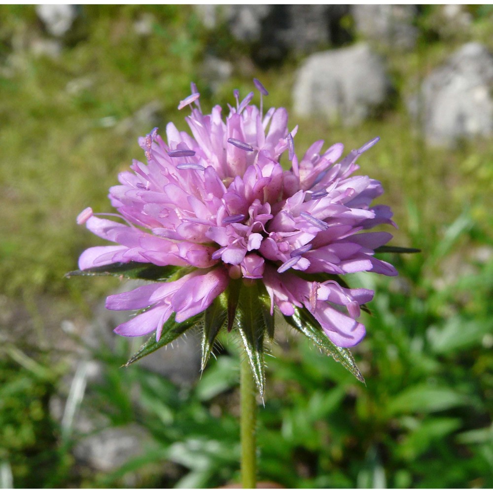 knautia fleischmannii (hladnik ex rchb.) pacher