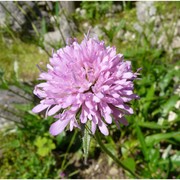 knautia fleischmannii (hladnik ex rchb.) pacher