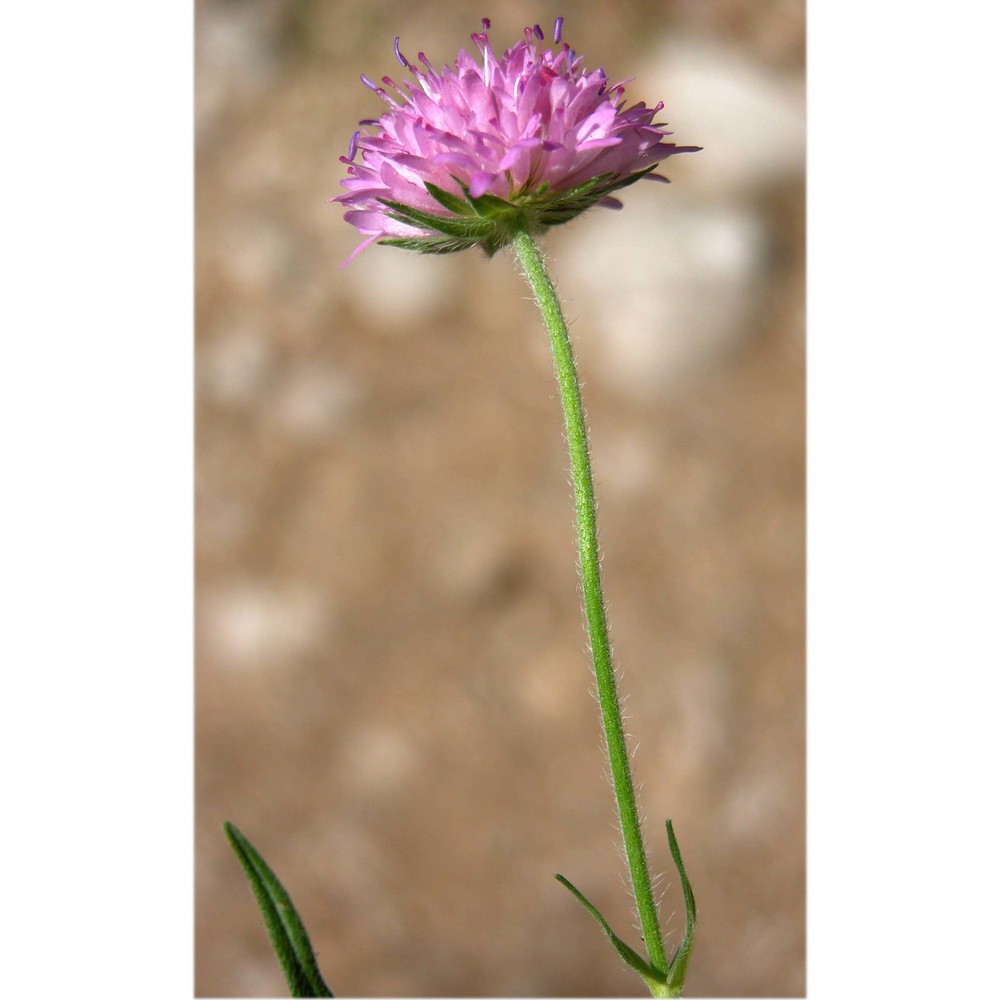 knautia illyrica beck