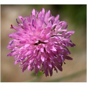 knautia illyrica beck