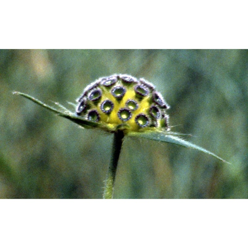 knautia integrifolia (l.) bertol.