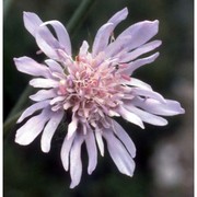 knautia integrifolia (l.) bertol.