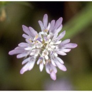 knautia integrifolia (l.) bertol.