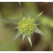 knautia integrifolia (l.) bertol.