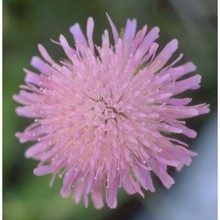 knautia longifolia (waldst. et kit.) w. d. j. koch