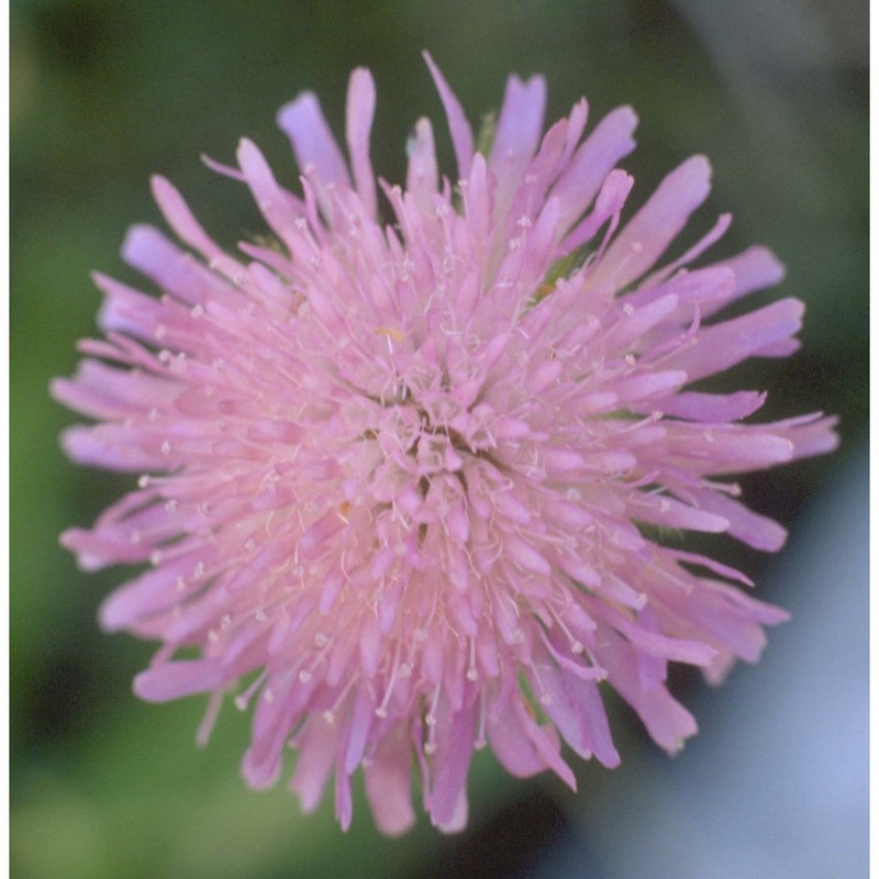 knautia longifolia (waldst. et kit.) w. d. j. koch