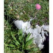 knautia longifolia (waldst. et kit.) w. d. j. koch