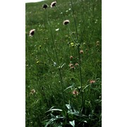 knautia longifolia (waldst. et kit.) w. d. j. koch