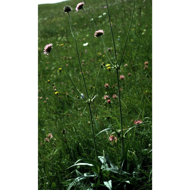 knautia longifolia (waldst. et kit.) w. d. j. koch