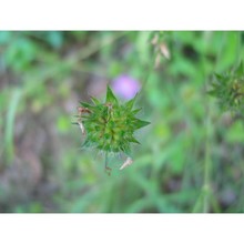 knautia lucana (lacaita) szabó