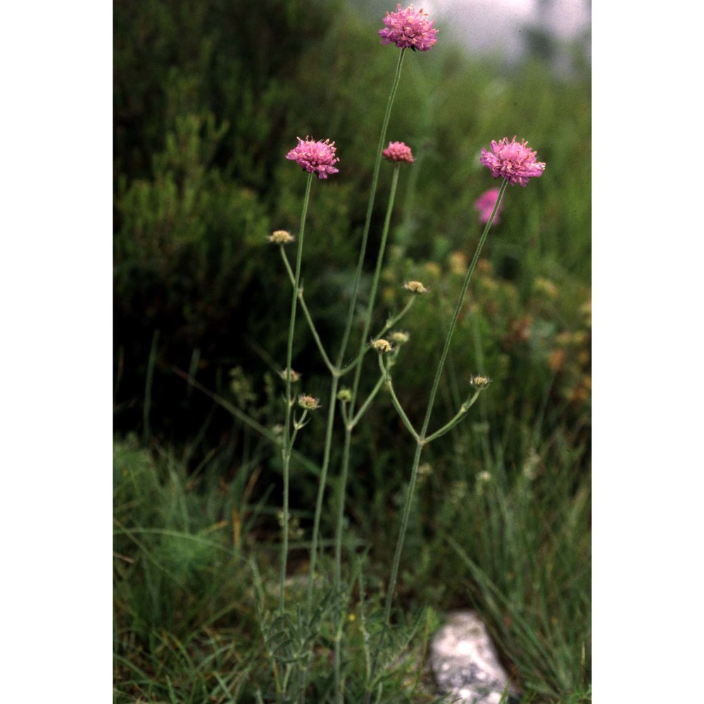 knautia mollis jord.