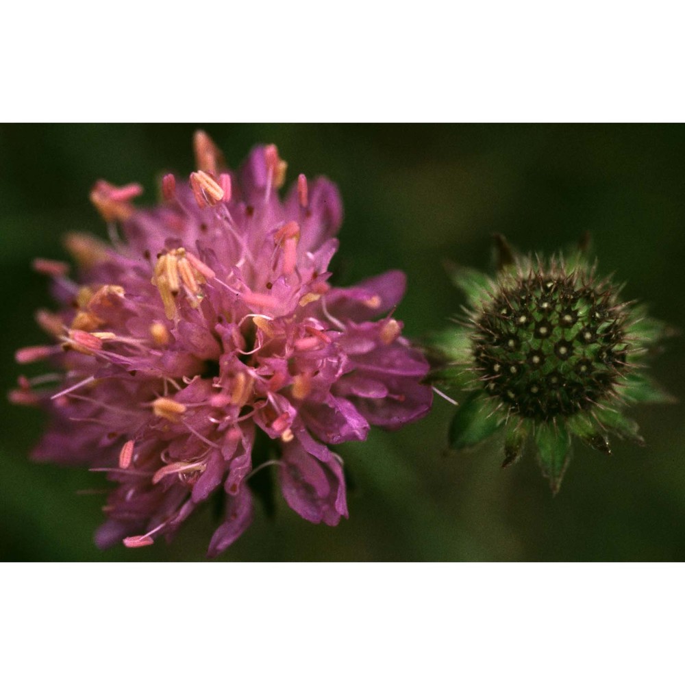 knautia mollis jord.