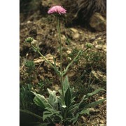 knautia mollis jord.