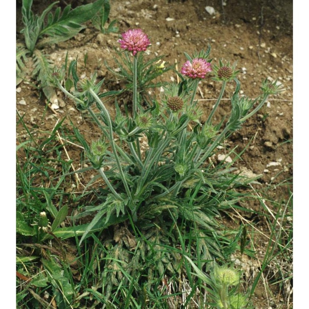 knautia mollis jord.