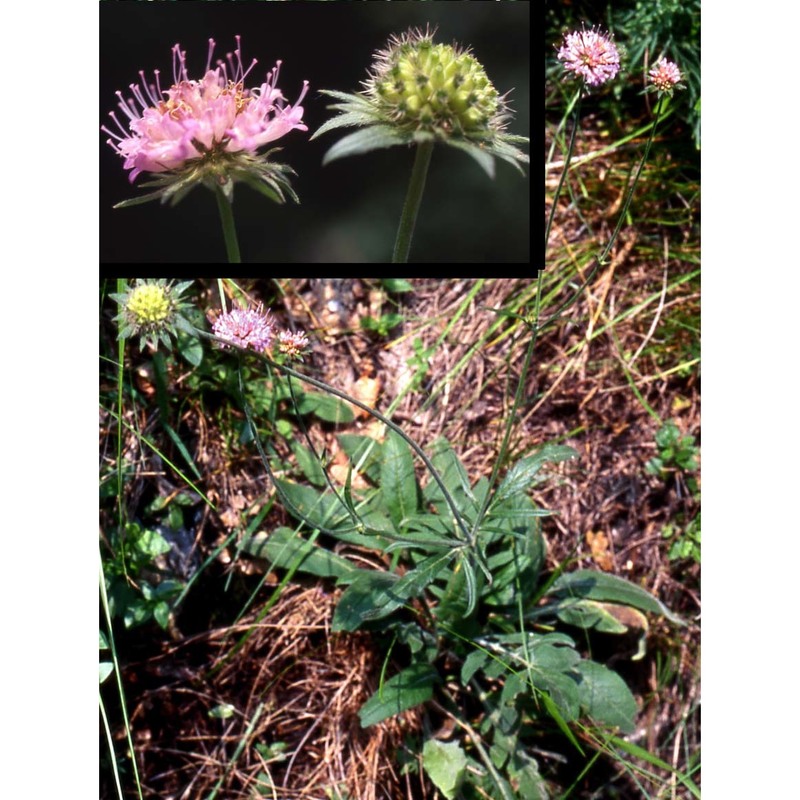 knautia persicina a. kern.