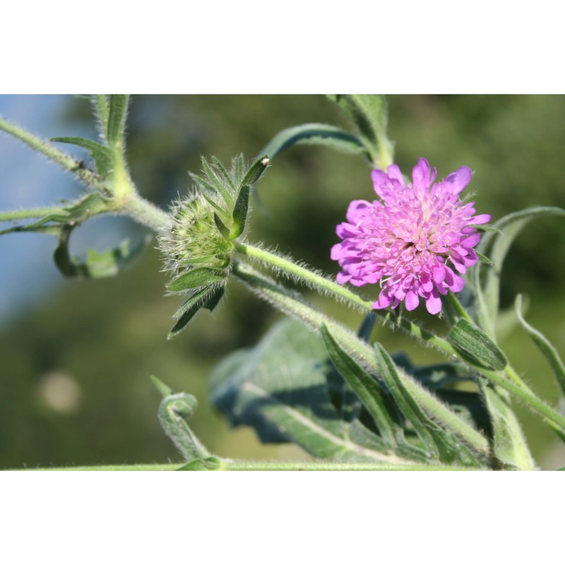 knautia persicina a. kern.