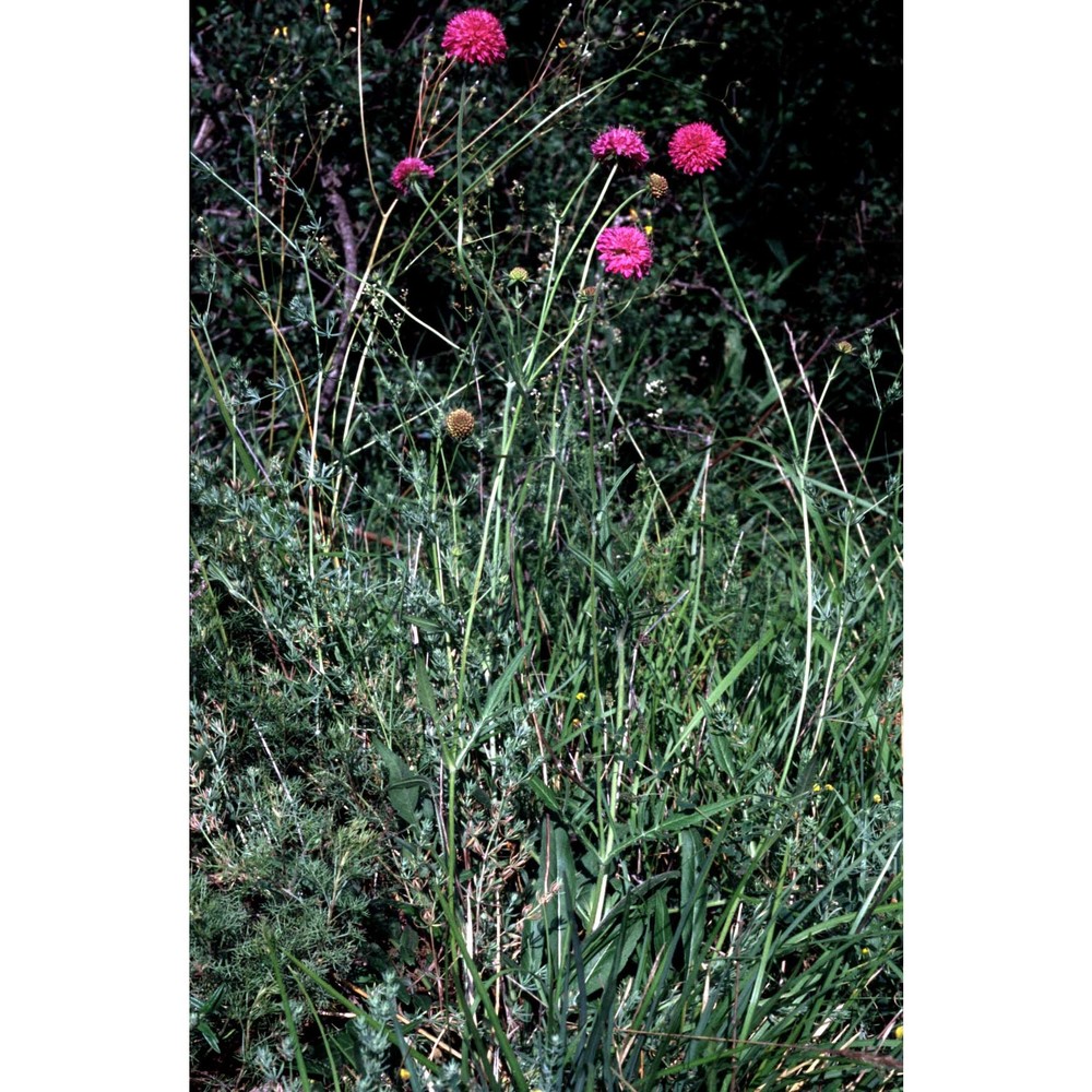 knautia purpurea (vill.) borbás