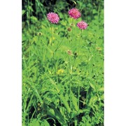 knautia ressmannii (pacher) briq.