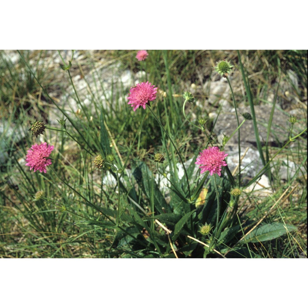 knautia ressmannii (pacher) briq.