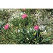 knautia ressmannii (pacher) briq.