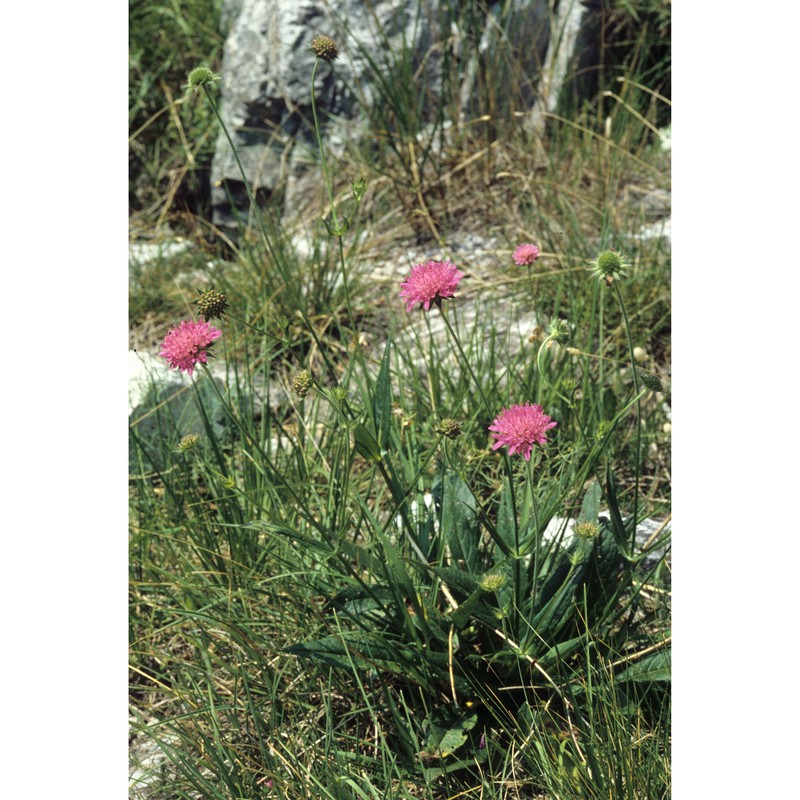 knautia ressmannii (pacher) briq.