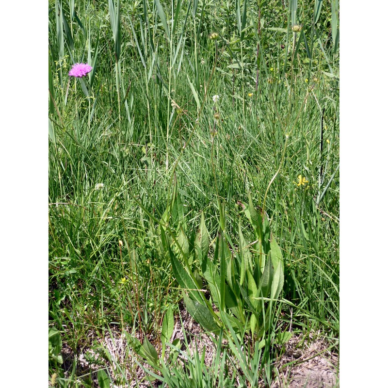 knautia ressmannii (pacher) briq.