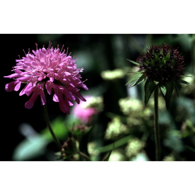 knautia subcanescens jord.