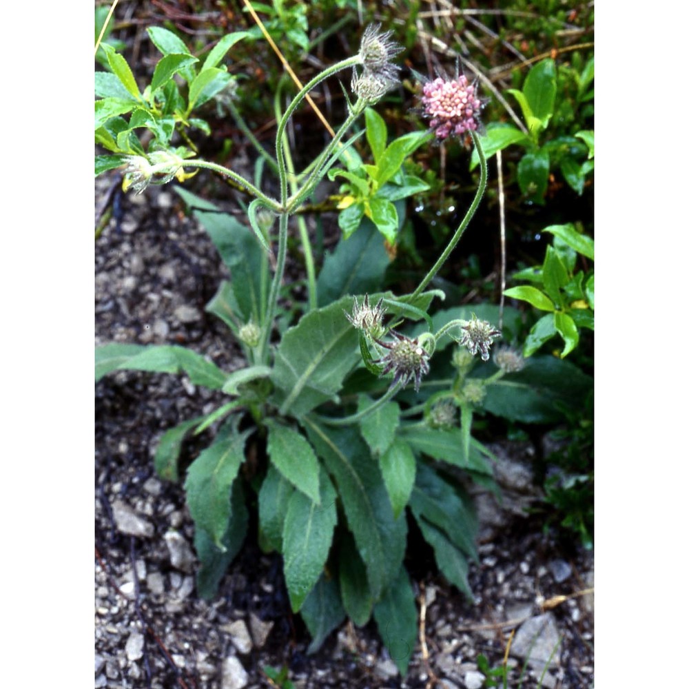 knautia velutina briq.