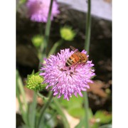 knautia velutina briq.