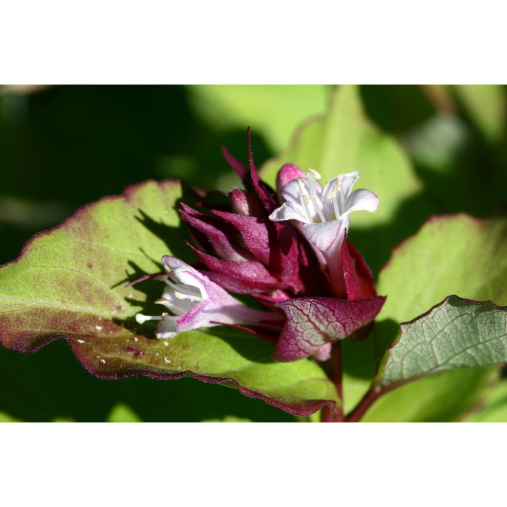 leycesteria formosa wall.