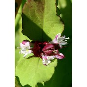 leycesteria formosa wall.