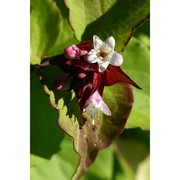 leycesteria formosa wall.